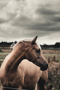 Close-up of a horse on field