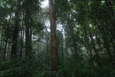 View of trees in forest