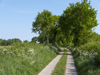 Empty road amidst trees against sky