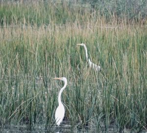 View of a bird on grass