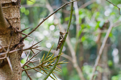 Close-up of insect on branch