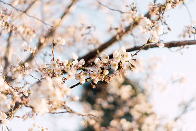 Low angle view of apple blossoms in spring