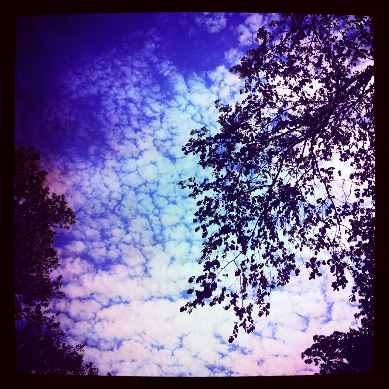 transfer print, auto post production filter, sky, low angle view, tree, cloud - sky, beauty in nature, nature, growth, tranquility, cloud, blue, branch, silhouette, scenics, cloudy, tranquil scene, outdoors, no people, day