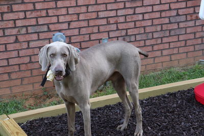 Dog standing against brick wall