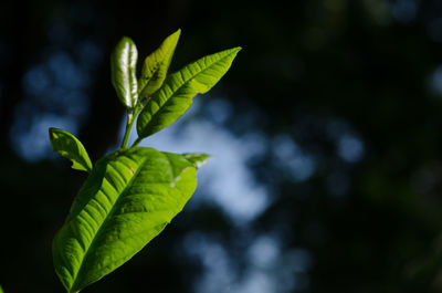 Close-up of plant