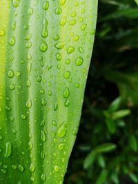 Close-up of raindrops on leaf