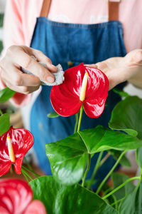 The girl wipes the large green leaves and the flower of the anthurium flowerpot from dust. 