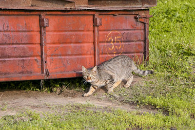 Portrait of cat on field