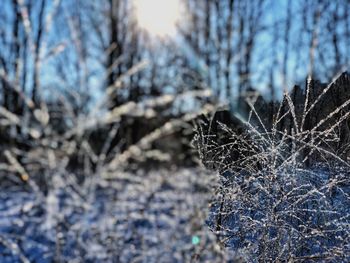 Close-up of frozen tree against sky