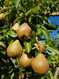 Close-up of apples on tree