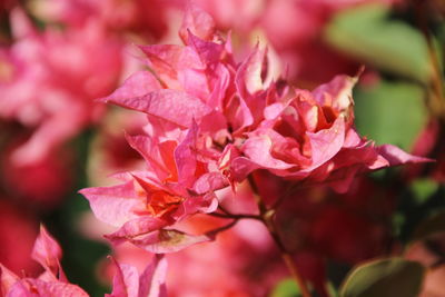 Pink flowers