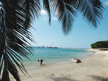 Palm trees on beach against sky