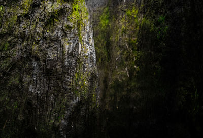 Trees growing in forest