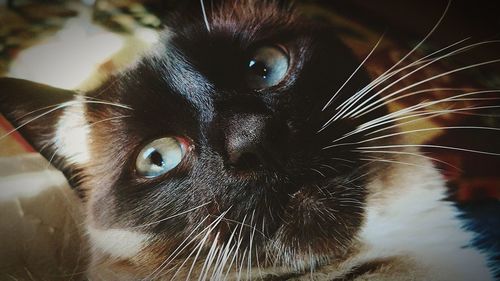 Close-up portrait of cat