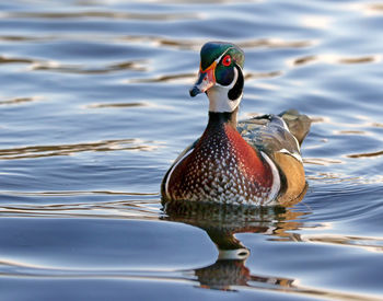 Close-up of duck swimming in lake