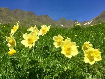 Close-up of yellow flowering plants on field against sky