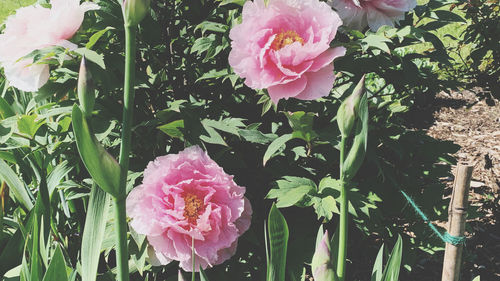 Close-up of pink rose