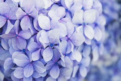 Close-up of purple hydrangea flowers