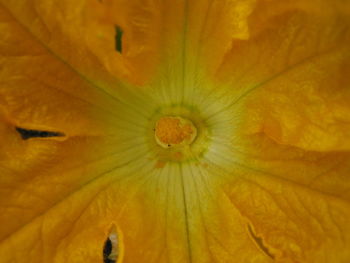 Macro shot of yellow flower