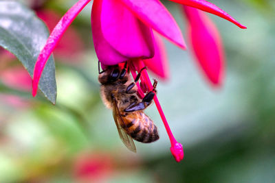 Close-up of bee pollinating on pink flower