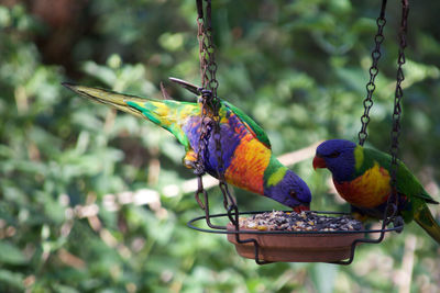 Close-up of parrot perching on branch