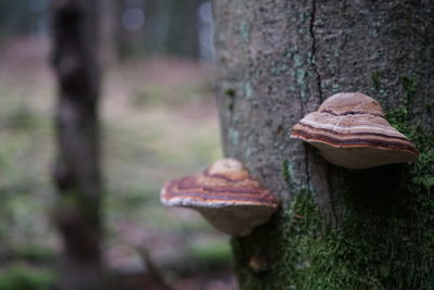 Close-up of mushroom growing on tree trunk