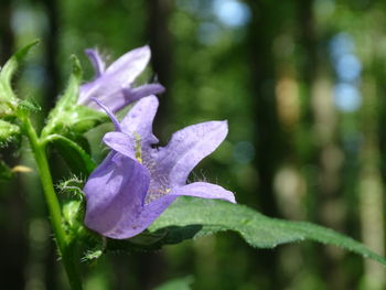 Close-up of wet purple flowering plant