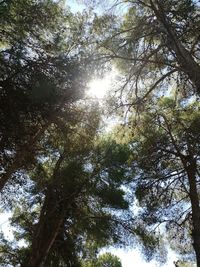 Low angle view of trees against sky