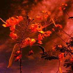 Close-up of red flowering plant against orange sky