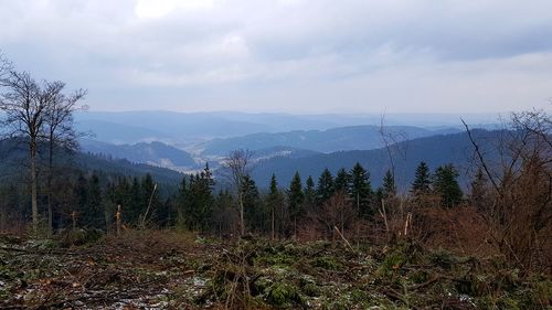 Plants growing on land against sky