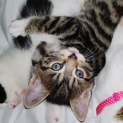 Close-up portrait of cat