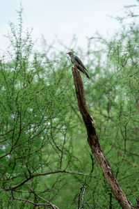 Low angle view of a tree
