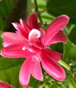 Close-up of pink flower blooming outdoors