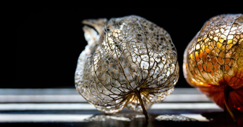 Close-up of physalis on table against black background