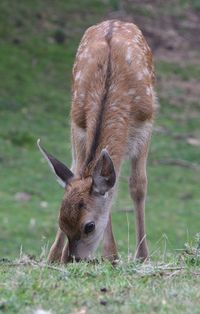 Portrait of deer eating grass on field