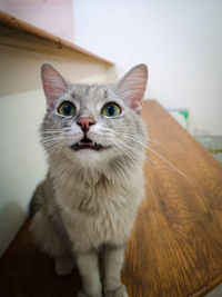 Portrait of cat at home