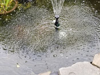 Birds swimming in lake