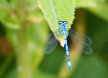 Close-up of damselfly on plant