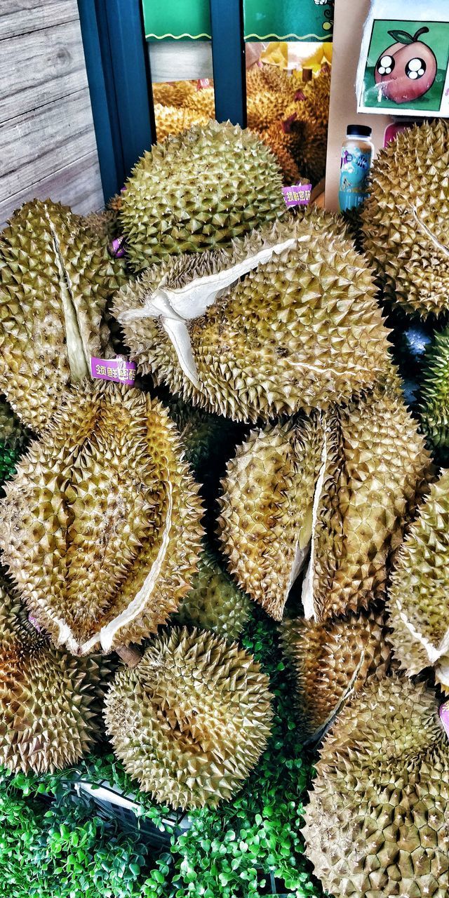 HIGH ANGLE VIEW OF CACTUS FOR SALE