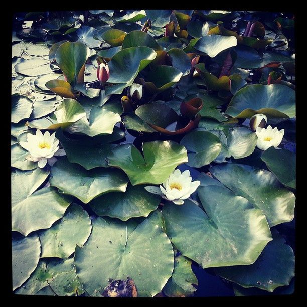 flower, transfer print, freshness, fragility, petal, leaf, growth, beauty in nature, auto post production filter, water lily, flower head, nature, plant, floating on water, high angle view, water, blooming, close-up, pond, blossom