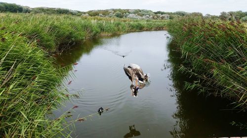 High angle view of ducks in lake