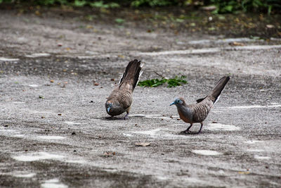 View of birds on land