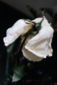 Close-up of white rose