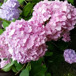 Close-up of pink flowers