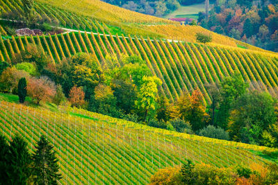 Scenic view of agricultural field during autumn