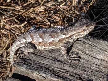 Close-up of lizard on tree trunk