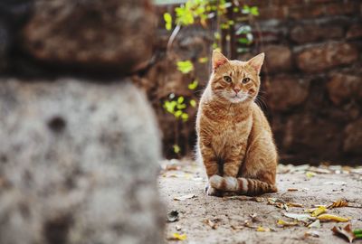 Portrait of cat sitting outdoors