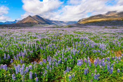 Scenic view of purple flowering plants on field against sky