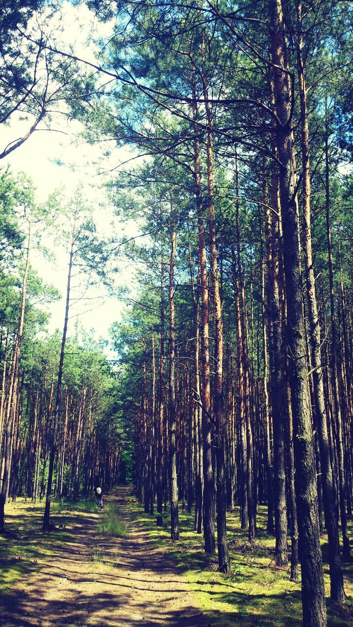 tree, tranquility, tree trunk, growth, tranquil scene, nature, forest, beauty in nature, scenics, green color, woodland, the way forward, branch, landscape, treelined, non-urban scene, sky, day, idyllic, sunlight