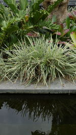 High angle view of succulent plants in lake